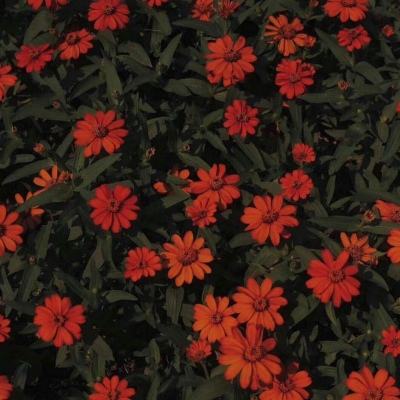 246天天好彩app下载