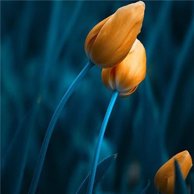 赛博体育app下载